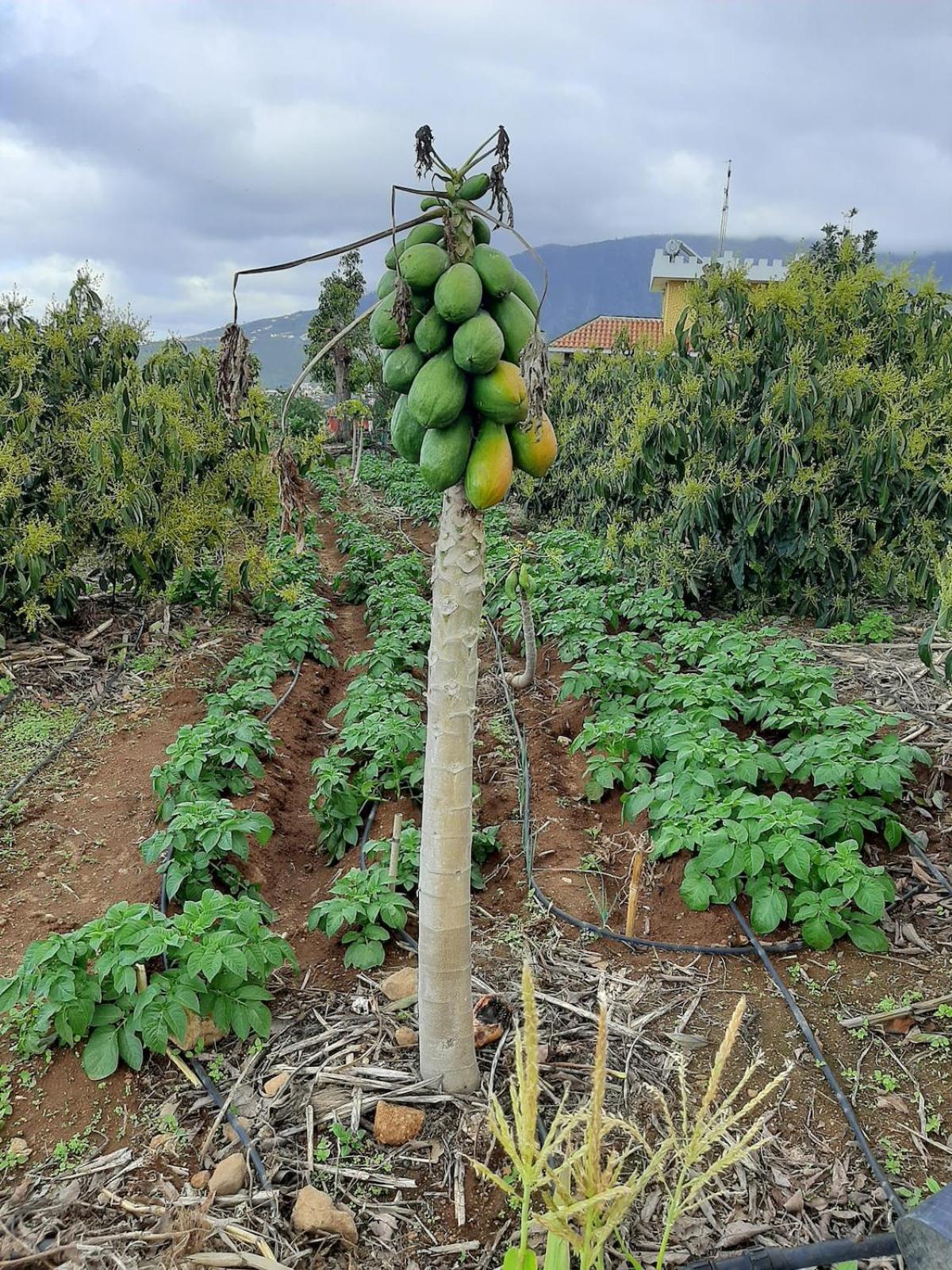 Finca De Luna La Orotava Exteriör bild